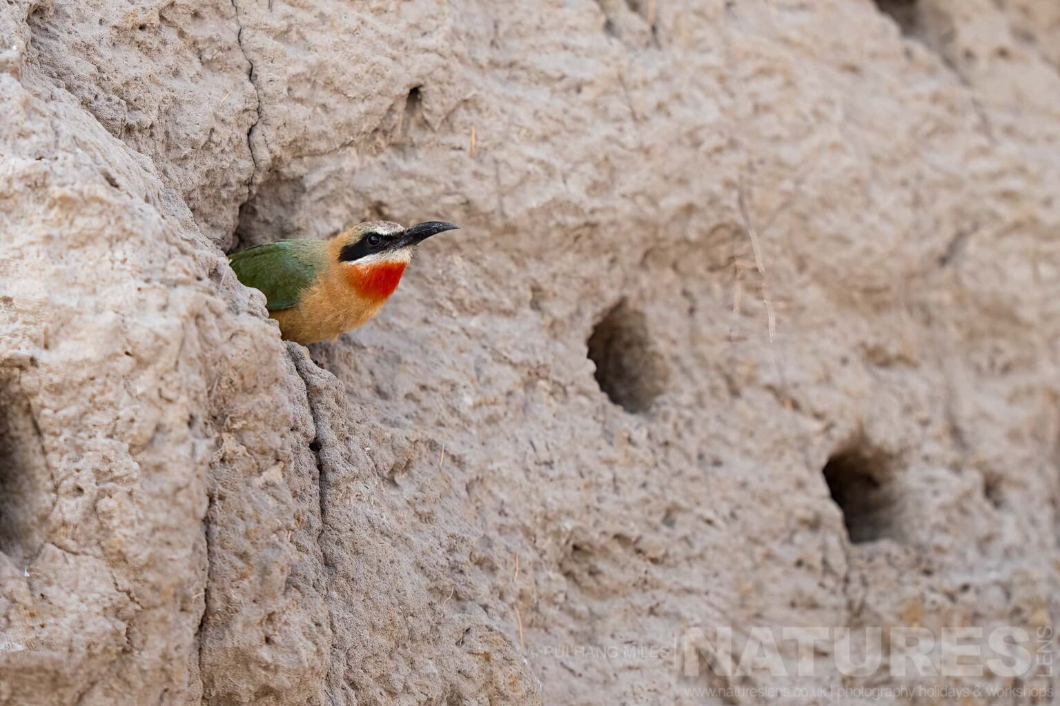 A bee eater peeking out from it's nest captured during our Wildlife of the Chobe River photography holiday