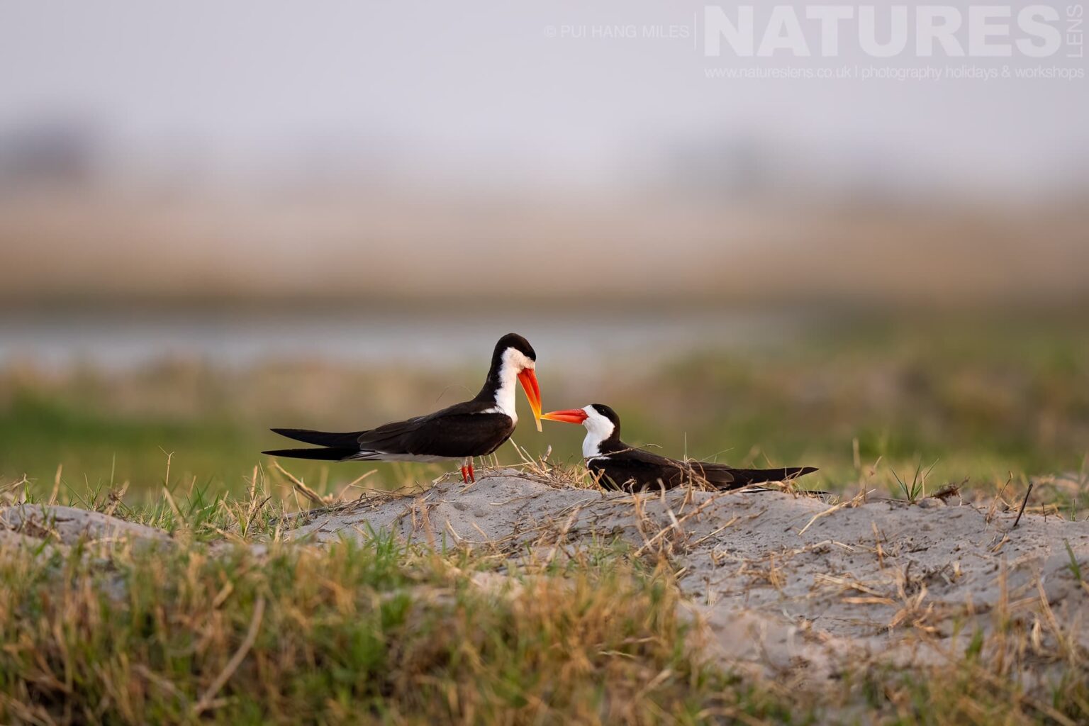A pair of nesting skimmers on sandy riverbank captured during our Wildlife of the Chobe River photography holiday