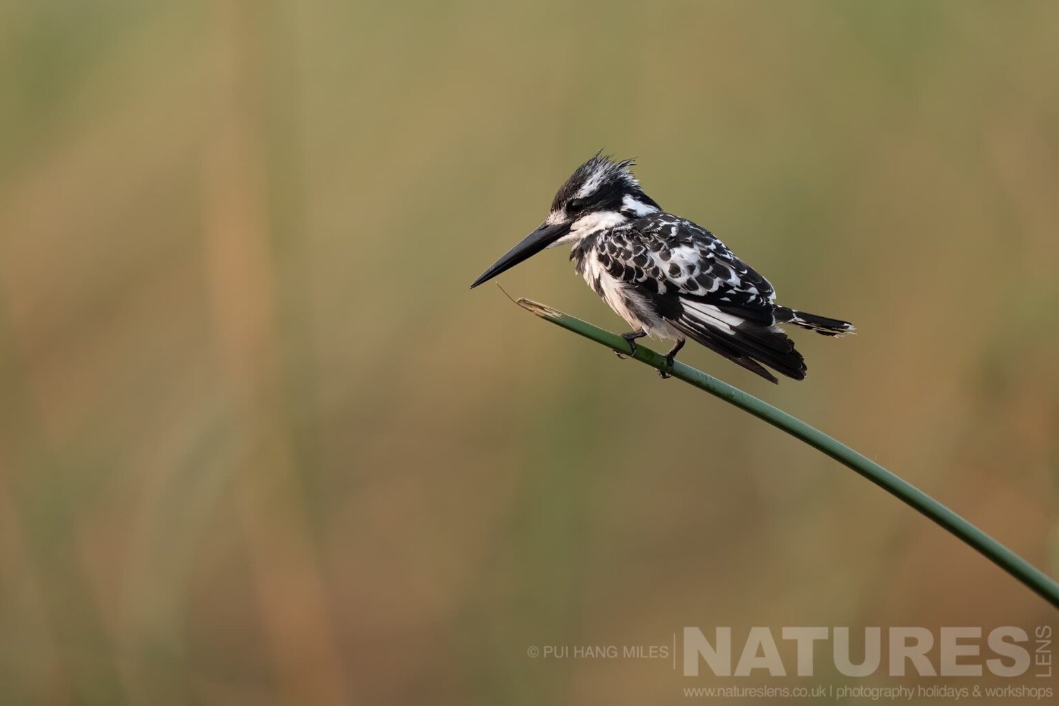 A pied kingfisher perched on reed captured during our Wildlife of the Chobe River photography holiday