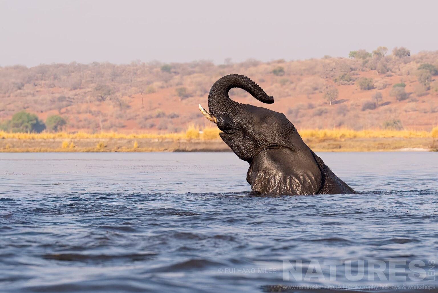 An elephant bathing in the river during day captured during our Wildlife of the Chobe River photography holiday