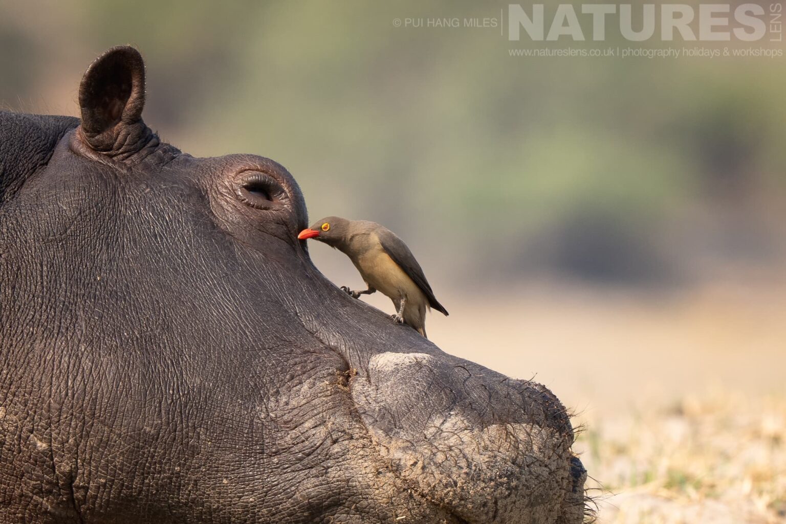 The delicate moment of an elephant drinking among floating flowers captured during our Wildlife of the Chobe River photography holiday