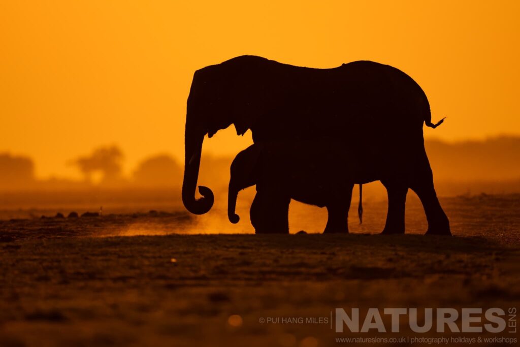Join Us For The Wildlife of the Chobe River Photography Safari