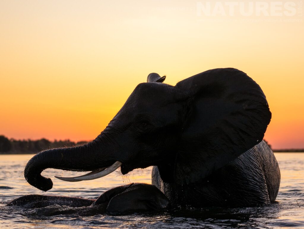 Why head to Botswana for Elephant photography from boats on the Chobe River? with NaturesLens in {acf_year}