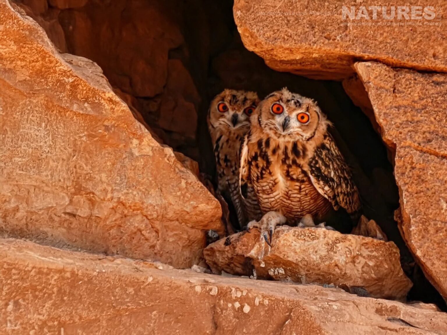 Two Pharaoh eagle-owls , also known as desert owls, perched within a rocky crevice - one of the subjects of the NaturesLens Moroccan Wildlife Photography Tour
