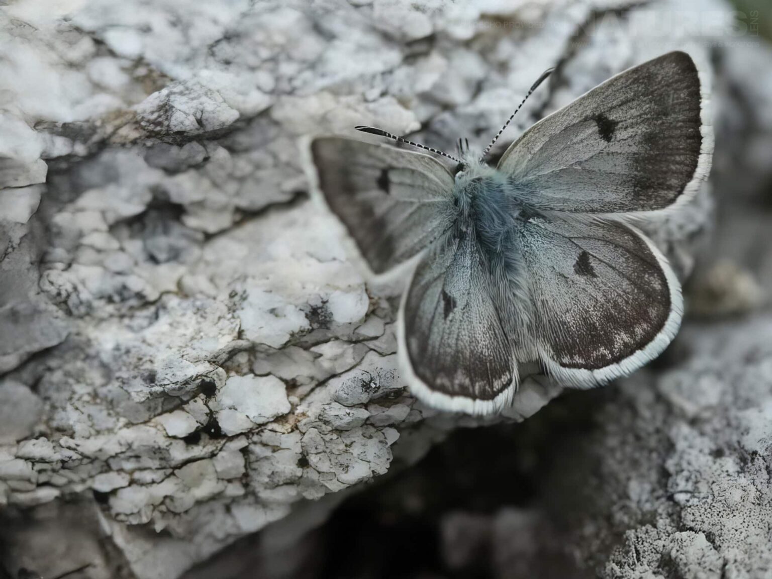 A Bosnian-Blue Perched On Rocks - one of the subjects on our Bulgarian Mountain Butterfly Macro Photography Tour