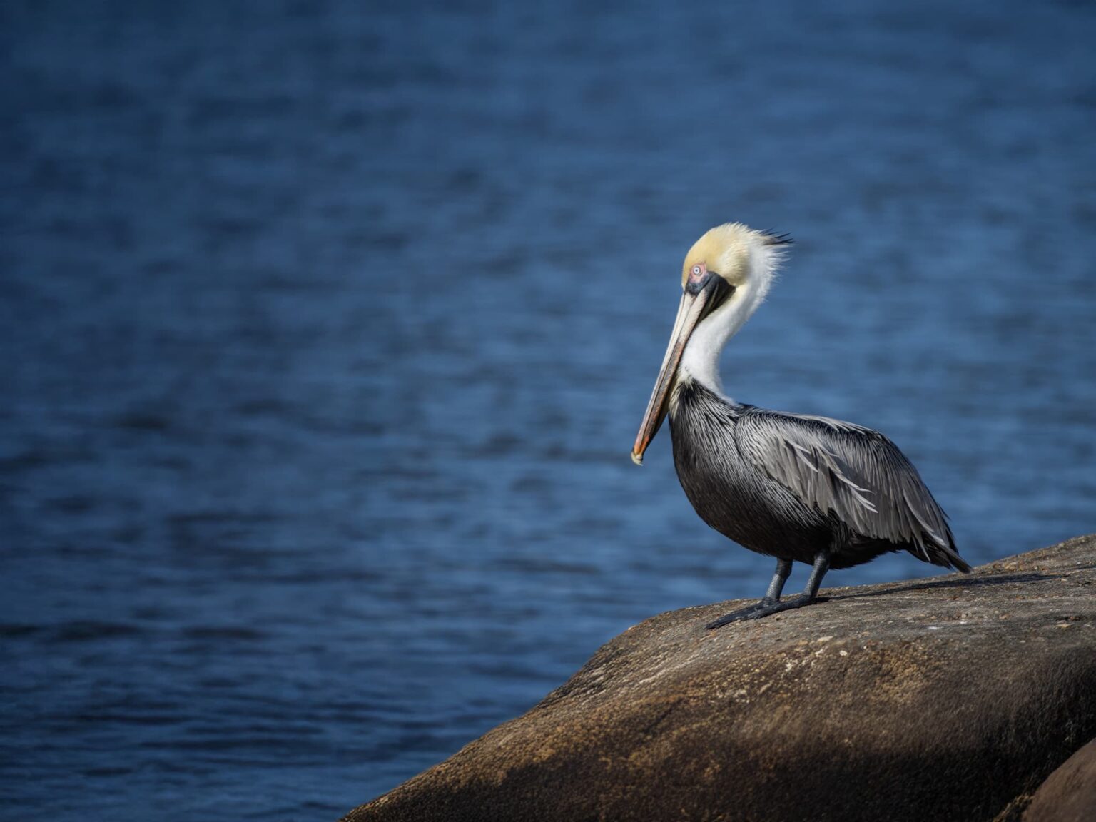 A Californian Brown Pelican perched on a rock