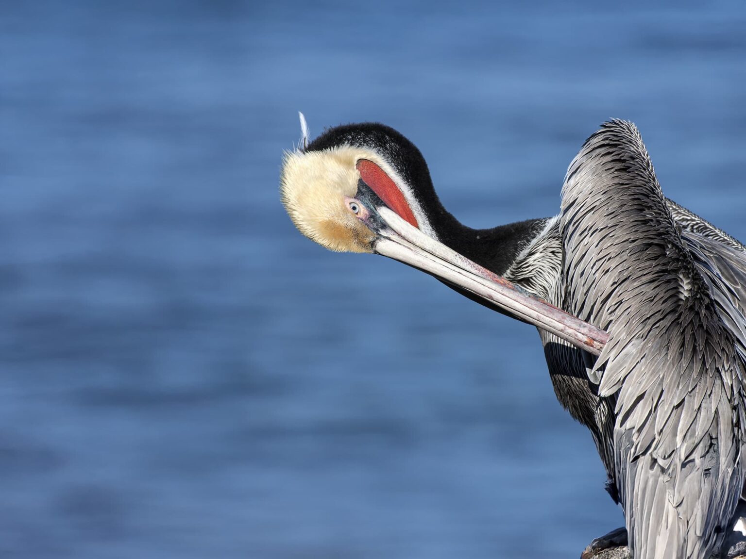 A Californian Brown Pelican preening by the blue sea