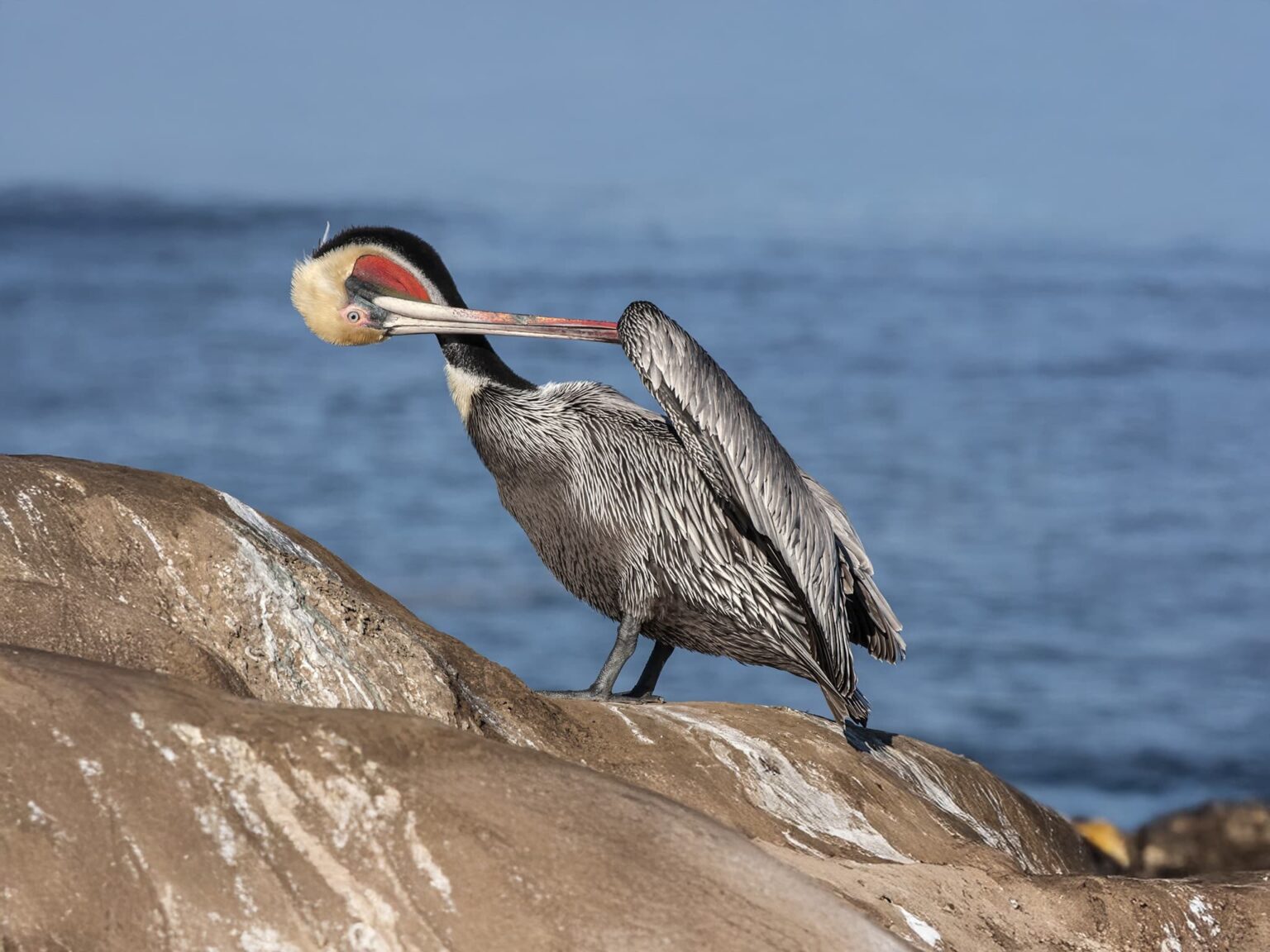 A Californian Brown Pelican preens it's feathers on a rocky shore