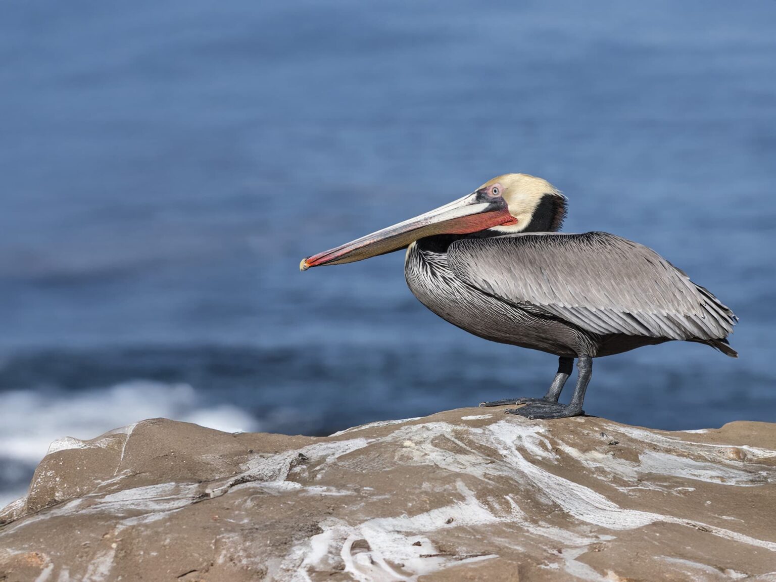 A Californian Brown Pelican standing on a coastal rock