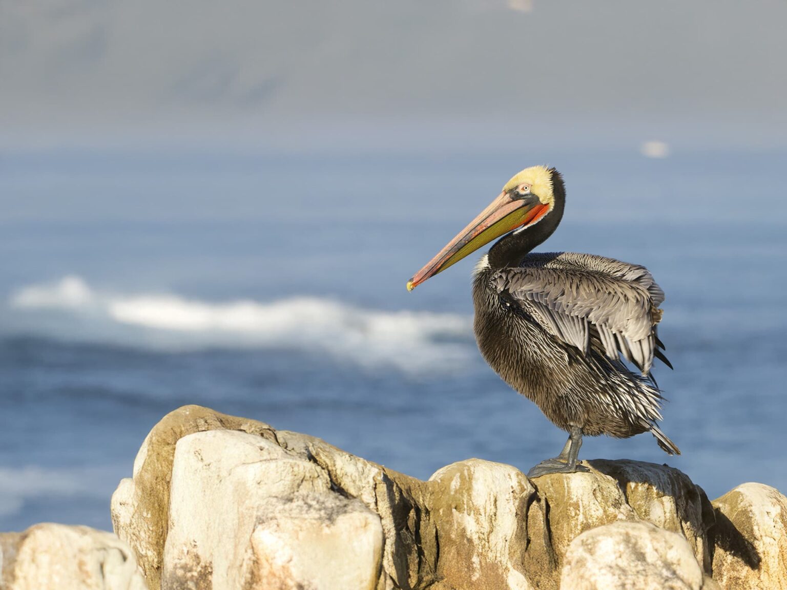 A Californian Brown Pelican standing on coastal rocks