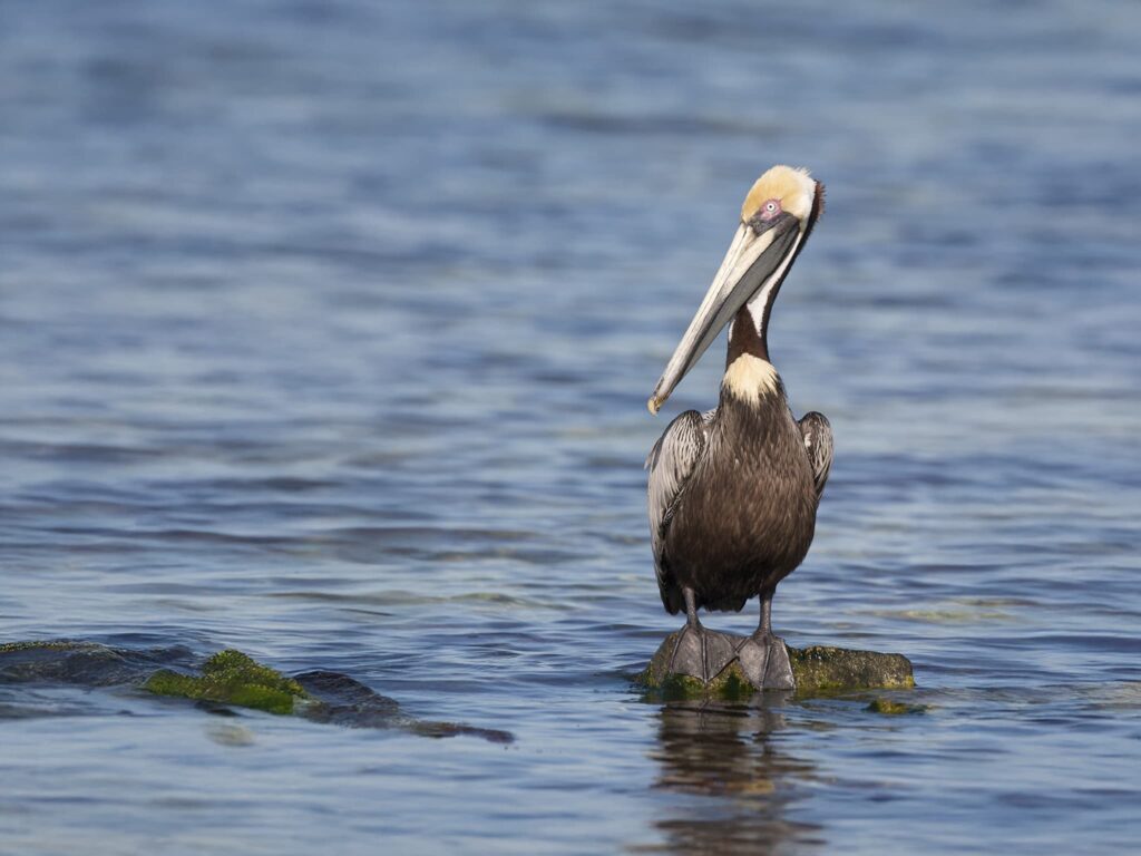 A Californian Brown Pelican Standing On Rocks