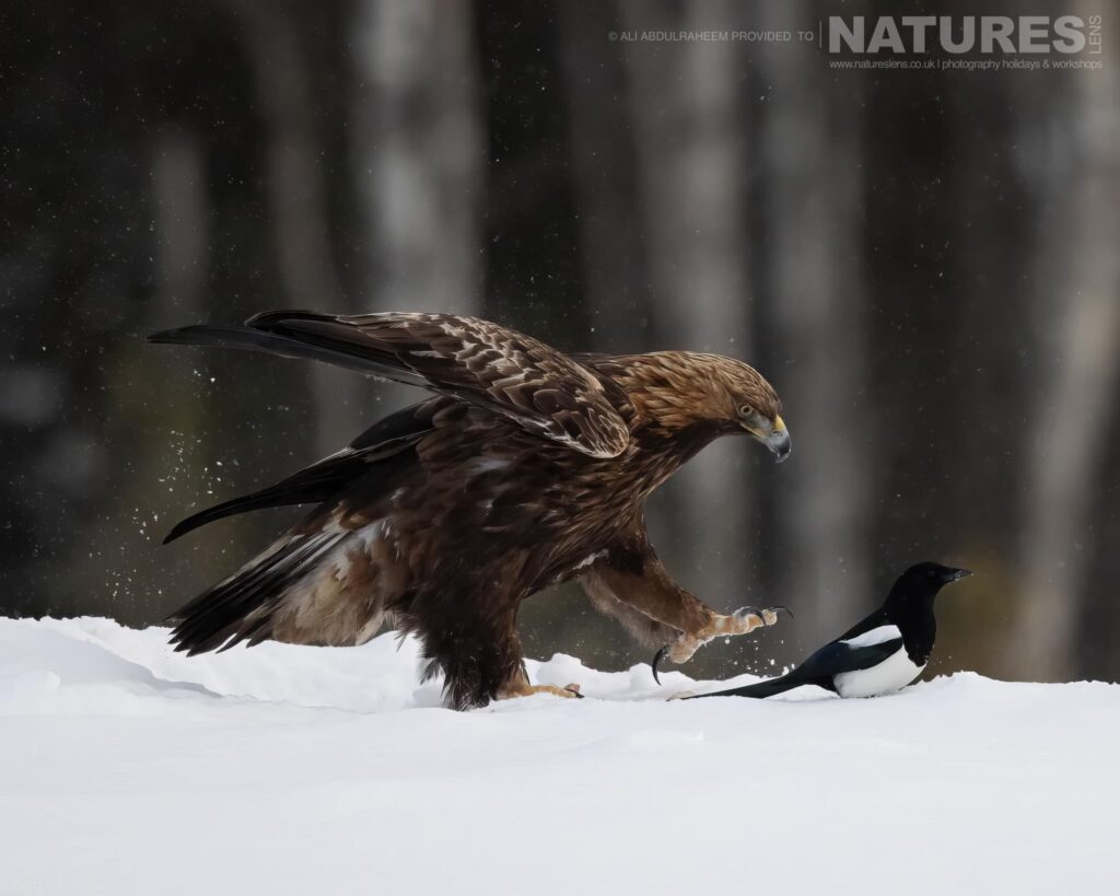 A Golden Eagle Chasing A Magpie Through The Snow