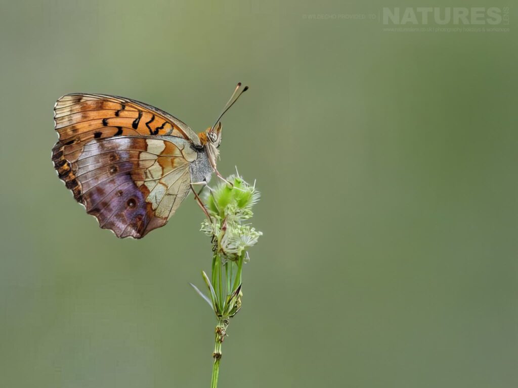 Join Us For The Bulgarian Mountain Butterfly Macro Photography Tour