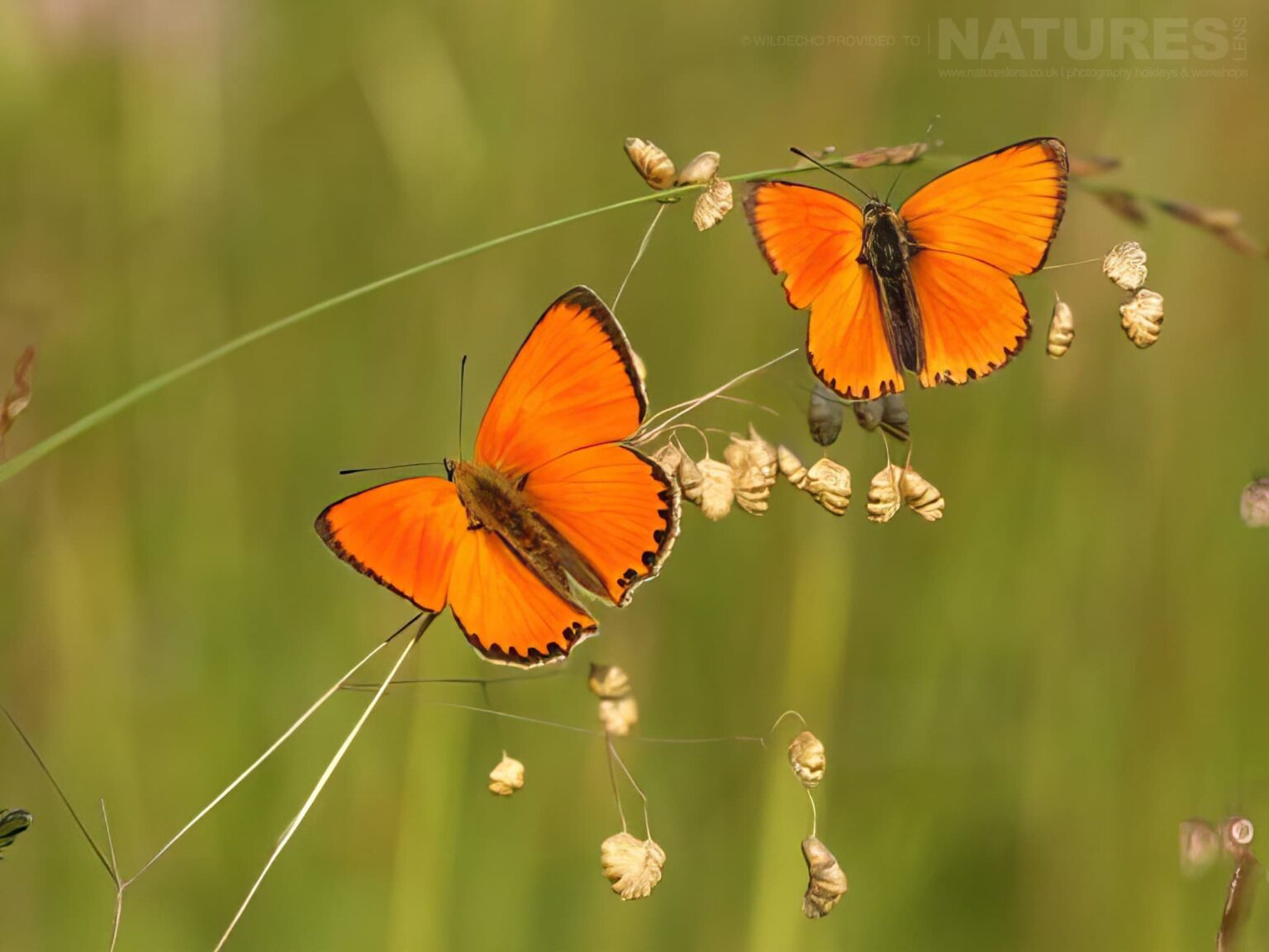 A Pair of Scarce-Coppers Perched On Wildflowers - one of the subjects on our Bulgarian Mountain Butterfly Macro Photography Tour