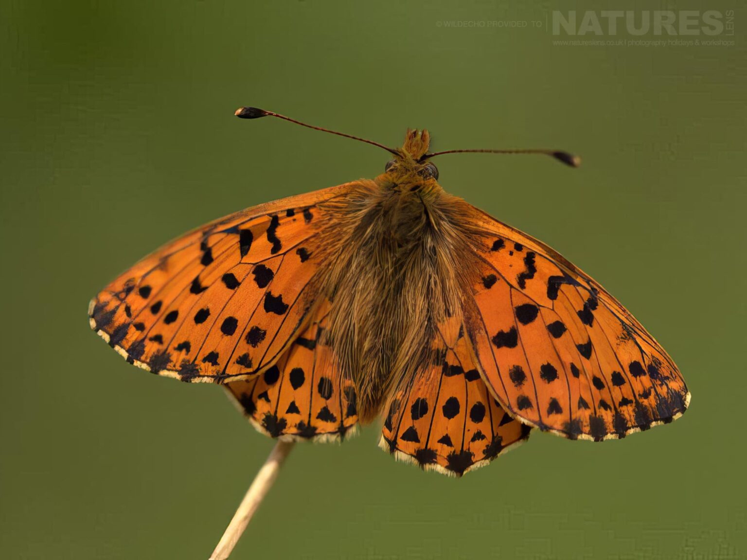 A Perched Balkan-Fritillary Butterfly - one of the subjects on our Bulgarian Mountain Butterfly Macro Photography Tour