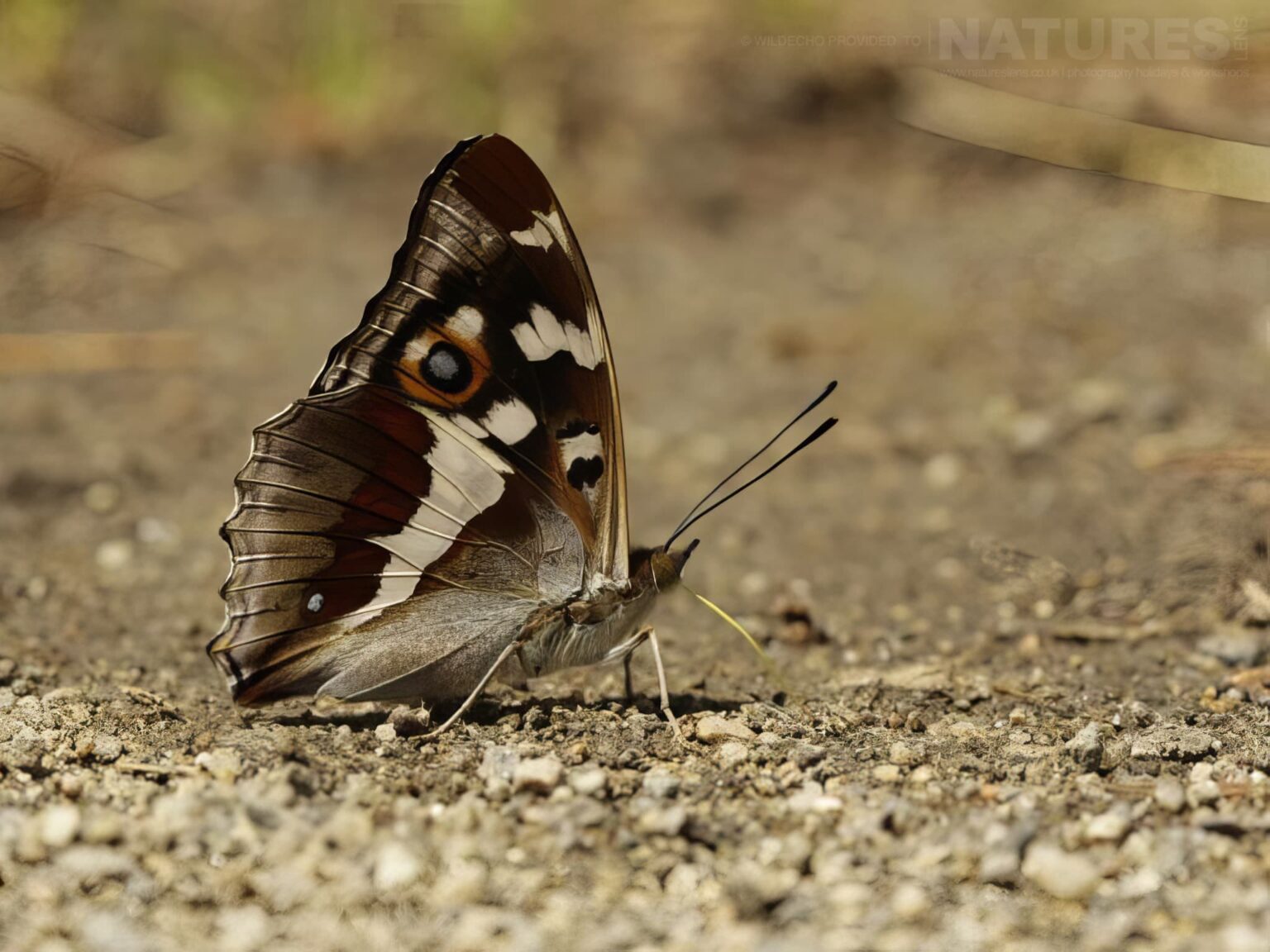 A Purple-Emperor - one of the subjects on our Bulgarian Mountain Butterfly Macro Photography Tour