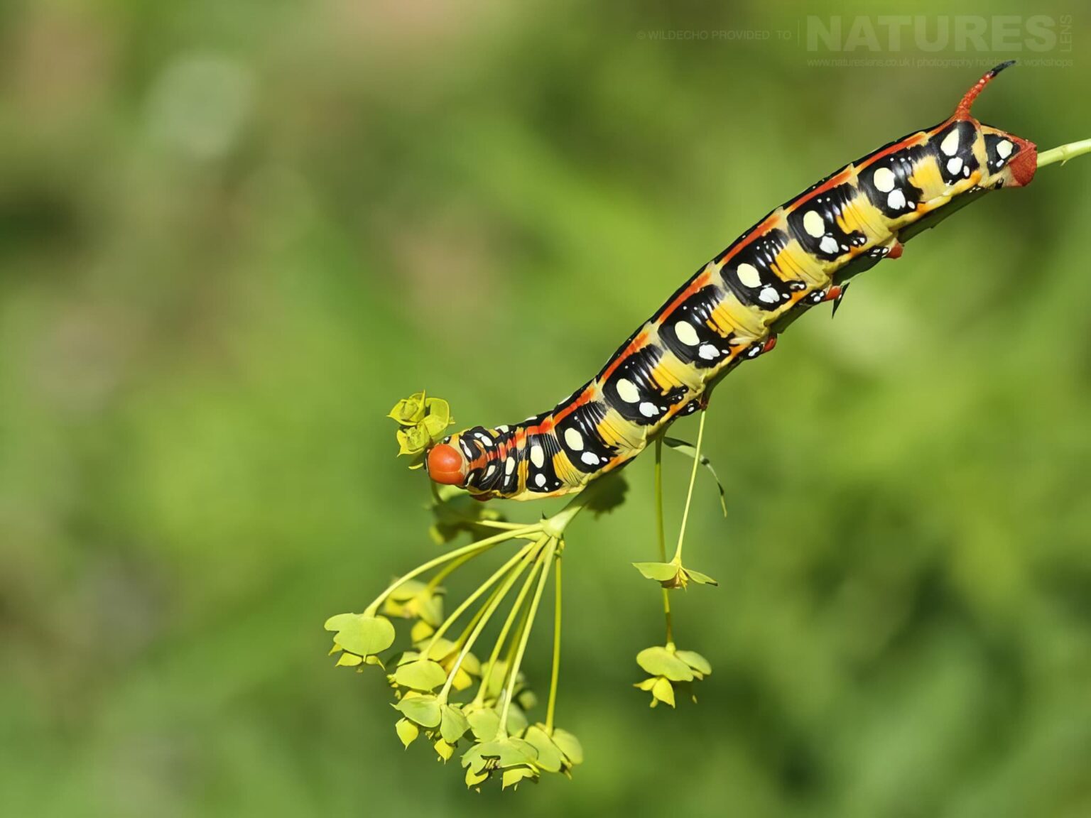 A Spurge-Hawk-moth Caterpillar - one of the subjects on our Bulgarian Mountain Butterfly Macro Photography Tour