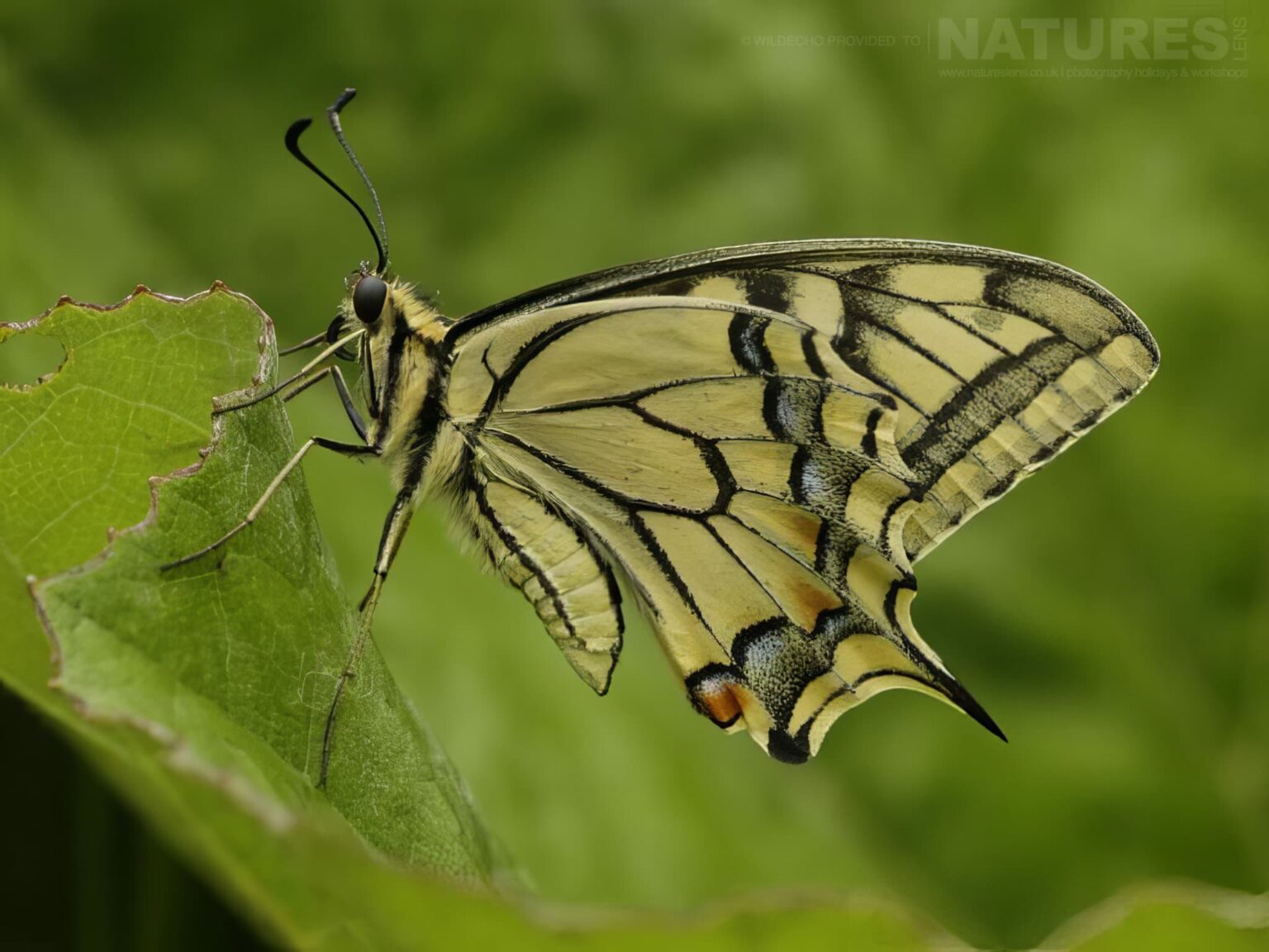 A Swallowtail- one of the subjects on our Bulgarian Mountain Butterfly Macro Photography Tour