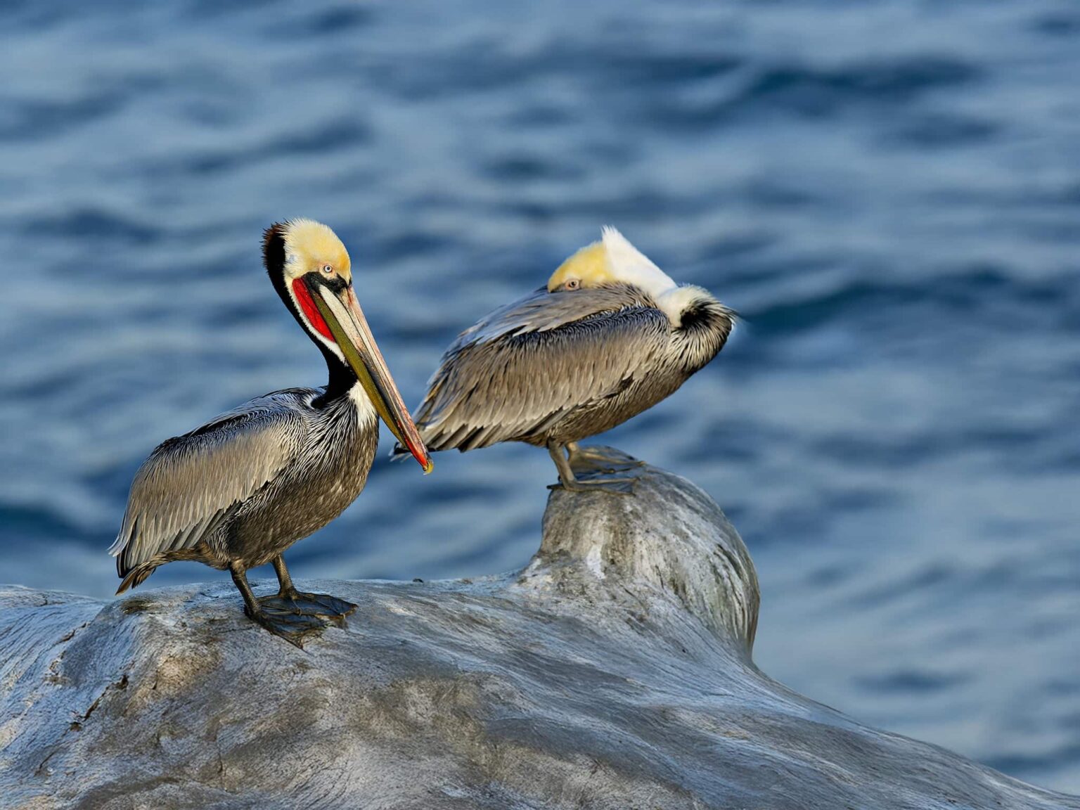 A pair of Californian Pelicans resting on coastal rocks