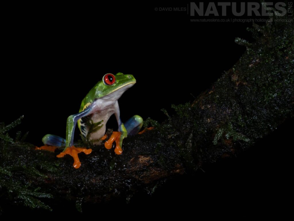 Savings On Our Costa Rican Wildlife Photography Holidays & Tours with NaturesLens in {acf_year}