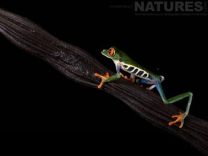 A Walking Red Eyed Tree Frog Photographed In Costa Rica In November 2025