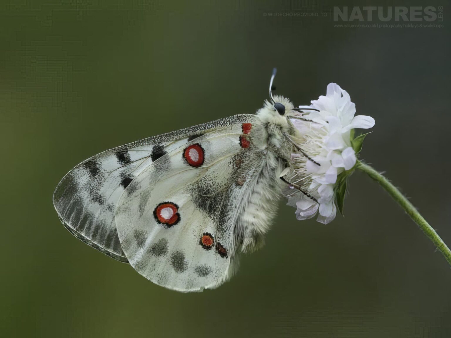 An Apollo Butterfly On White Wildflower - one of the subjects on our Bulgarian Mountain Butterfly Macro Photography Tour