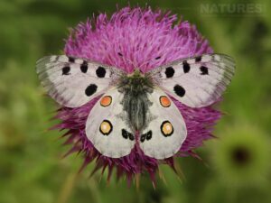 Apollo Butterfly On Purple Thistle Flower 1 One Of The Subjects On Our Bulgarian Butterfly Macro Photography Tour