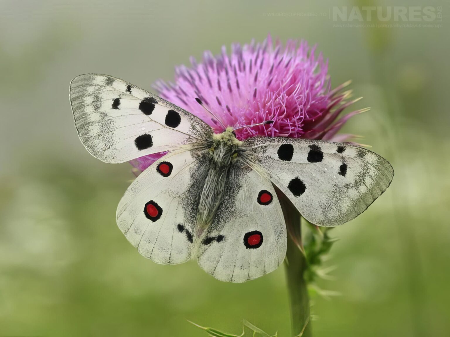An Apollo Butterfly Perched On Purple Thistle Flower - one of the subjects on our Bulgarian Butterfly Macro Photography Tour