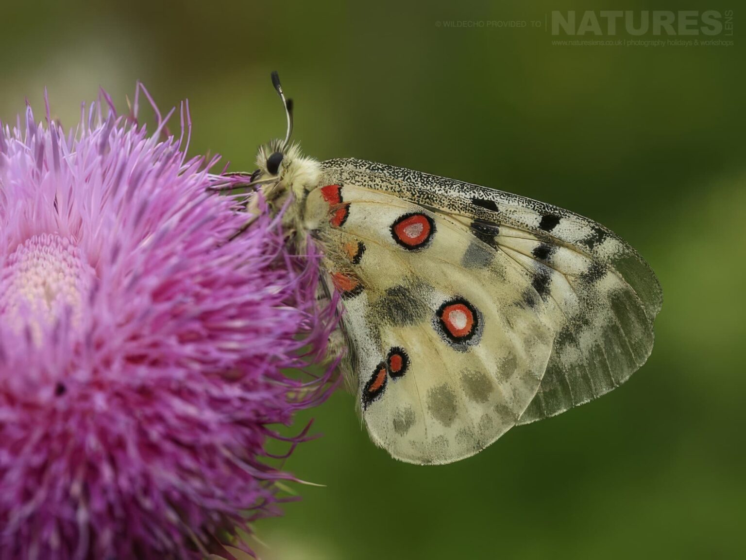 An Apollo Butterfly On Purple Thistle Flower - one of the subjects on our Bulgarian Butterfly Macro Photography Tour