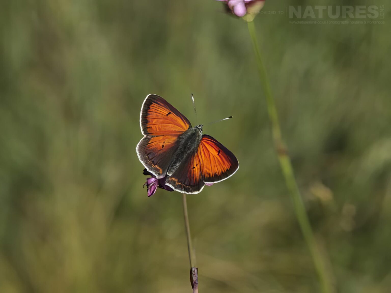 A Balkan Copper Vibrant Orange Butterfly On Wildflower - one of the subjects on our Bulgarian Butterfly Macro Photography Tour