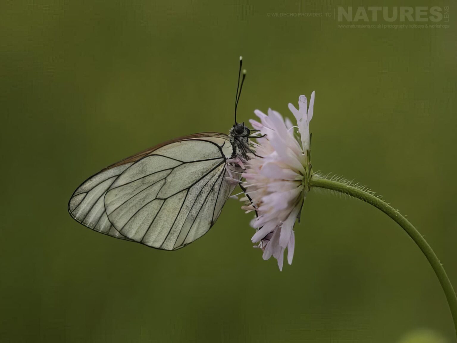 A Black-veined White Butterfly Resting On Delicate Pink Flower - one of the subjects on our Bulgarian Butterfly Macro Photography Tour
