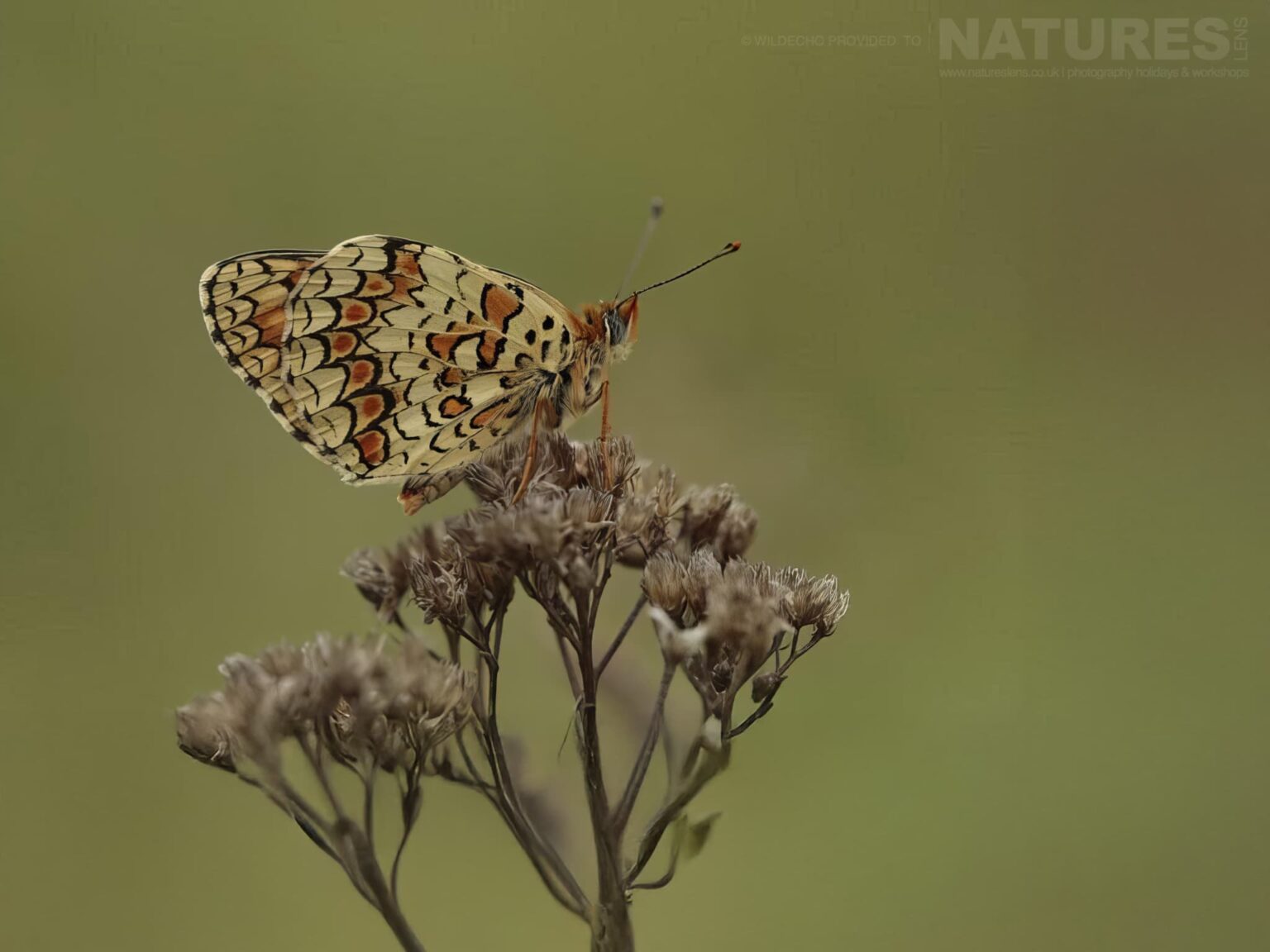 A Fritillary Butterfly Perched On Dried Wildflowers - one of the subjects on our Bulgarian Butterfly Macro Photography Tour
