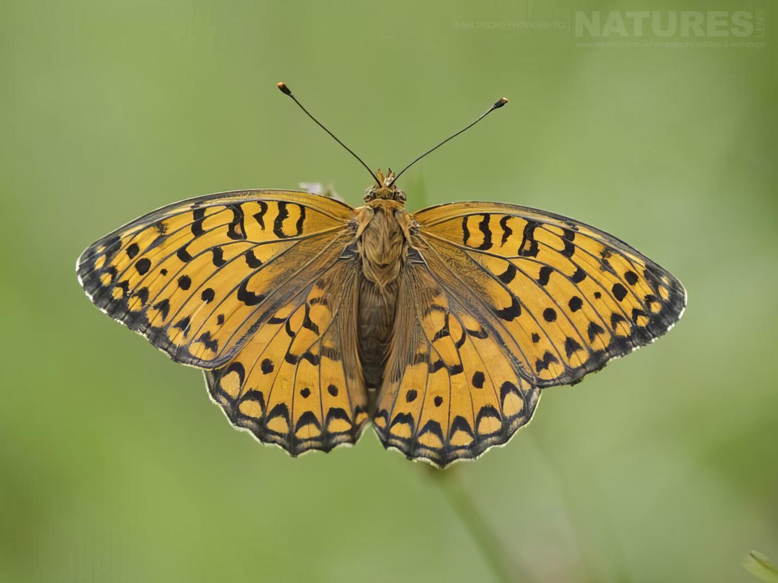 A Niobe-fritillary Orange Black Butterfly With Open Wings - one of the subjects on our Bulgarian Butterfly Macro Photography Tour