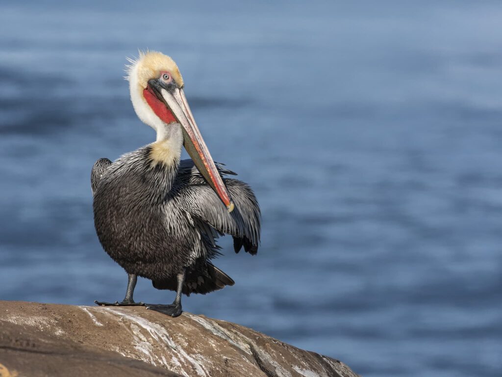Join Us For The Californian Pelicans & Whales Photography Tour
