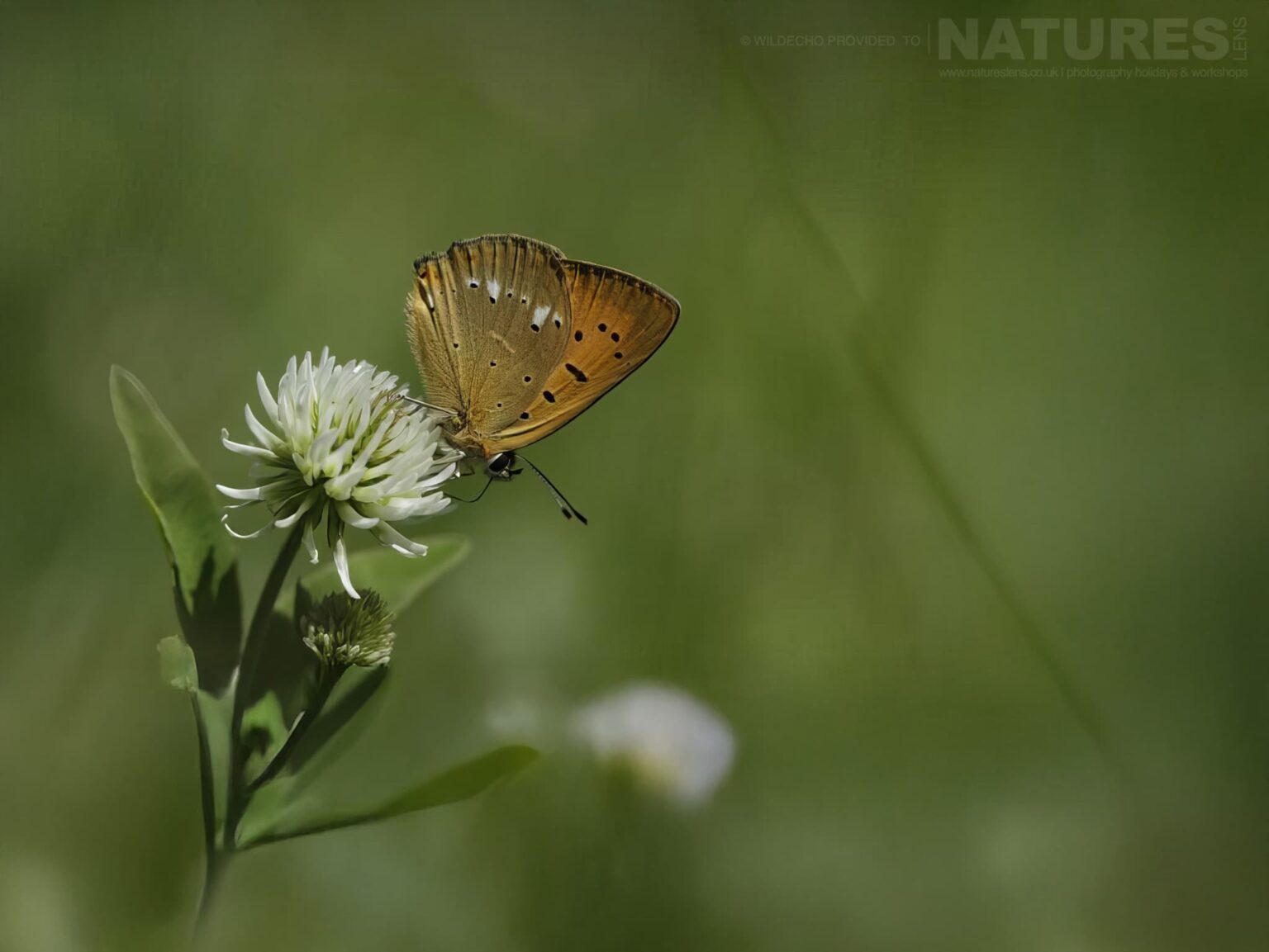 A Scarce-copper Brown Butterfly On White Clover Flower - one of the subjects on our Bulgarian Butterfly Macro Photography Tour