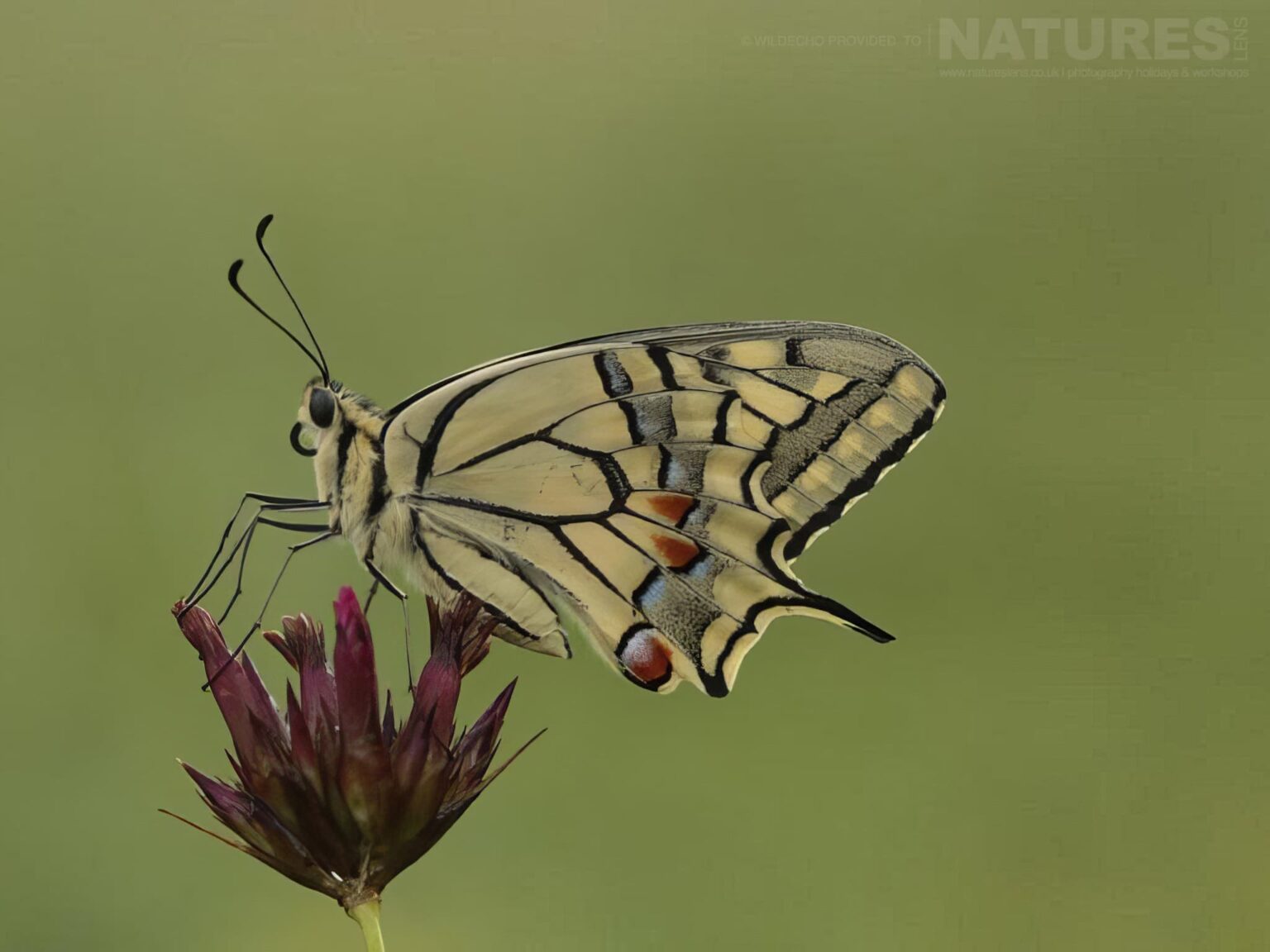 A Swallowtail Butterfly On Wildflower Closeup - one of the subjects on our Bulgarian Butterfly Macro Photography Tour