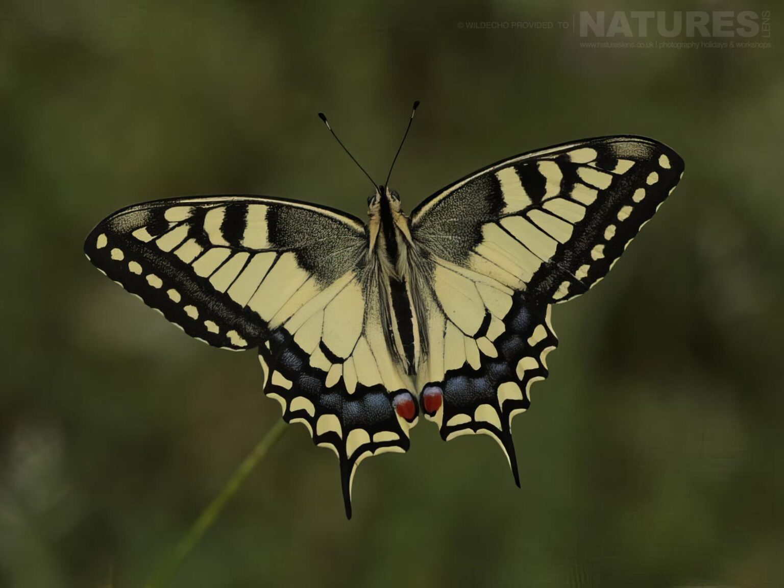 A Yellow Black Swallowtail Butterfly On Grass - one of the subjects on our Bulgarian Butterfly Macro Photography Tour