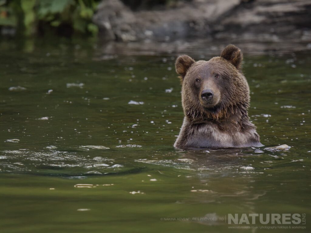 Join Us For The Grizzly Bears of British Columbia Photography Tour