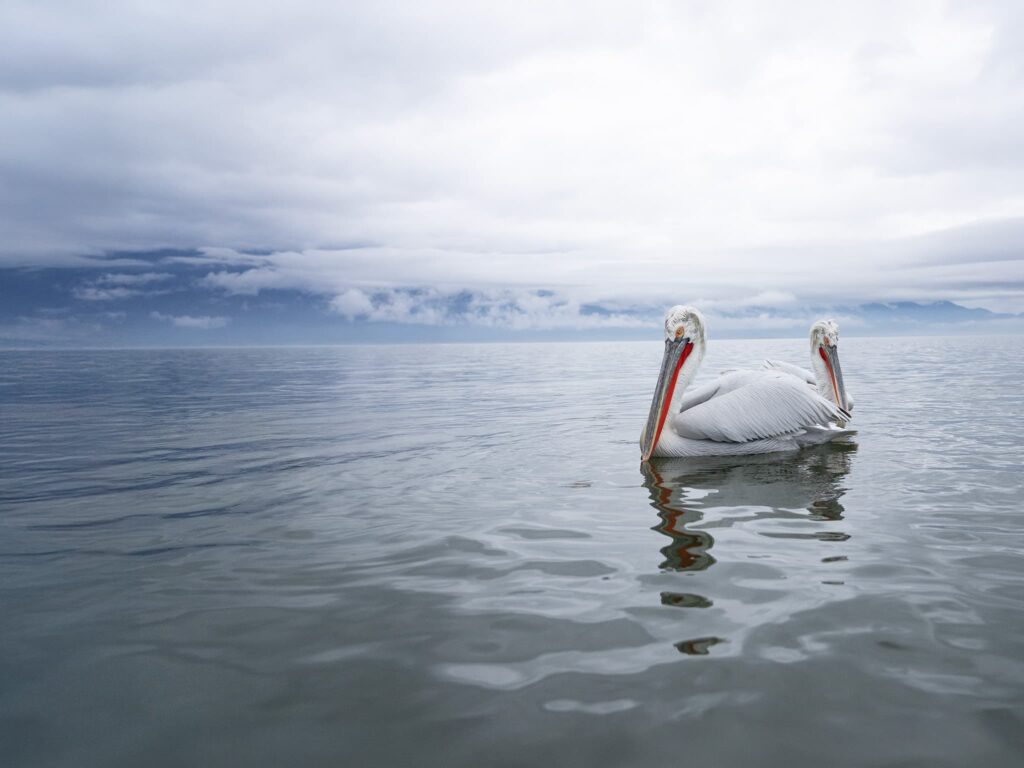A Beautiful Duo Of Dalmatian Pelicans On Lake Kerkini