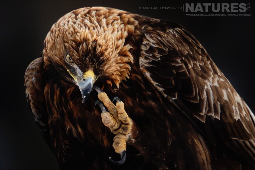 A Golden Eagle Preening Using Its Sharp Talons Photographed During The Natureslens Northern Swedens Eagles In Winter Photography Holiday