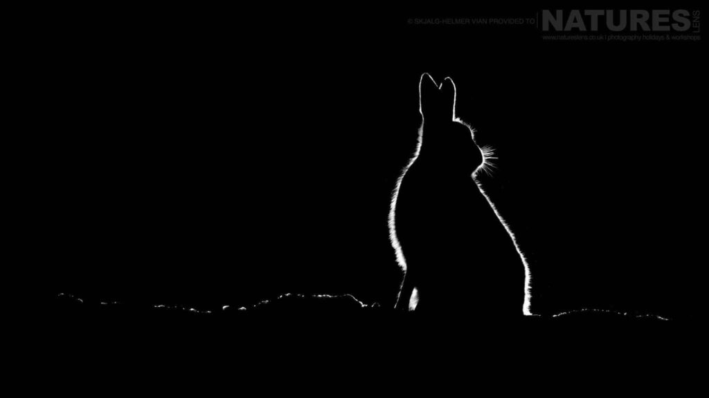 Arctic Hares Under the Northern Night – Two Evenings That Deliver with NaturesLens in {acf_year}