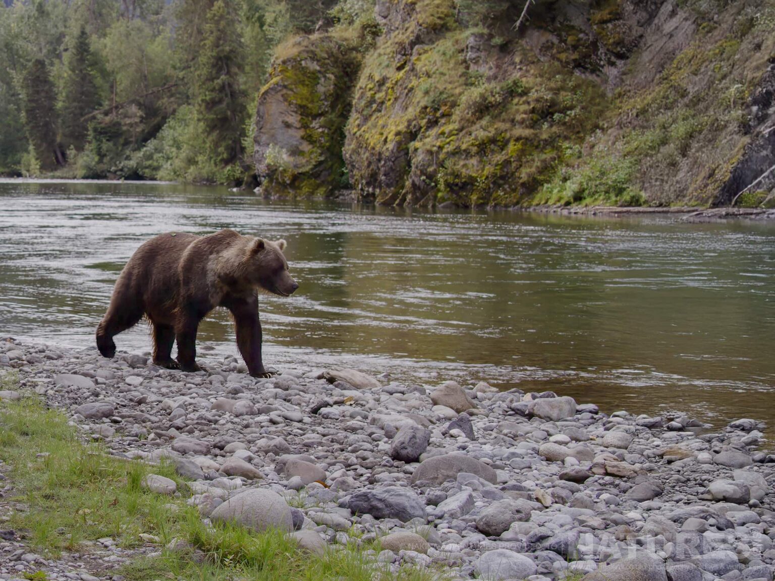 grizzly bear walking by forest river