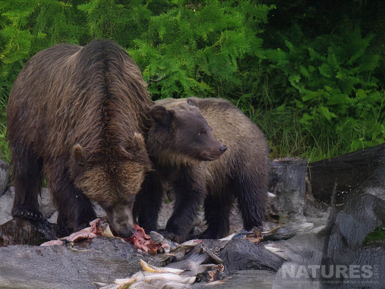 grizzly bears eating fish by river