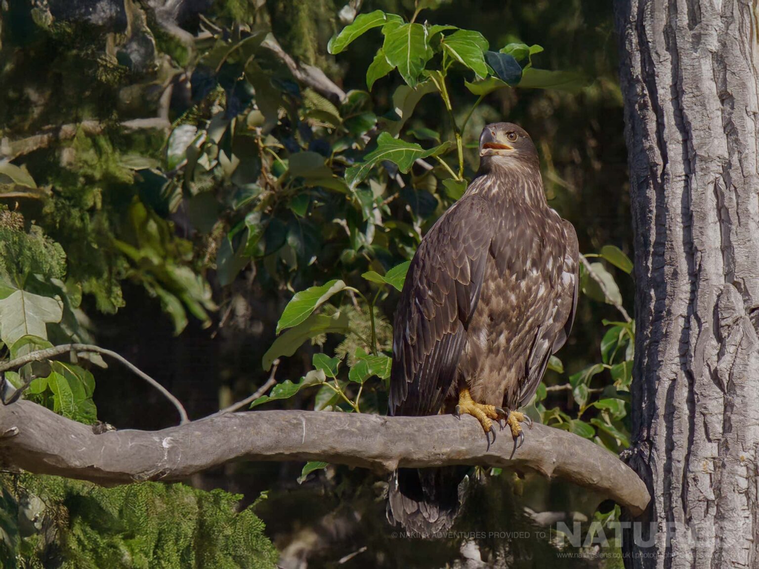 young eagle perched on tree branch