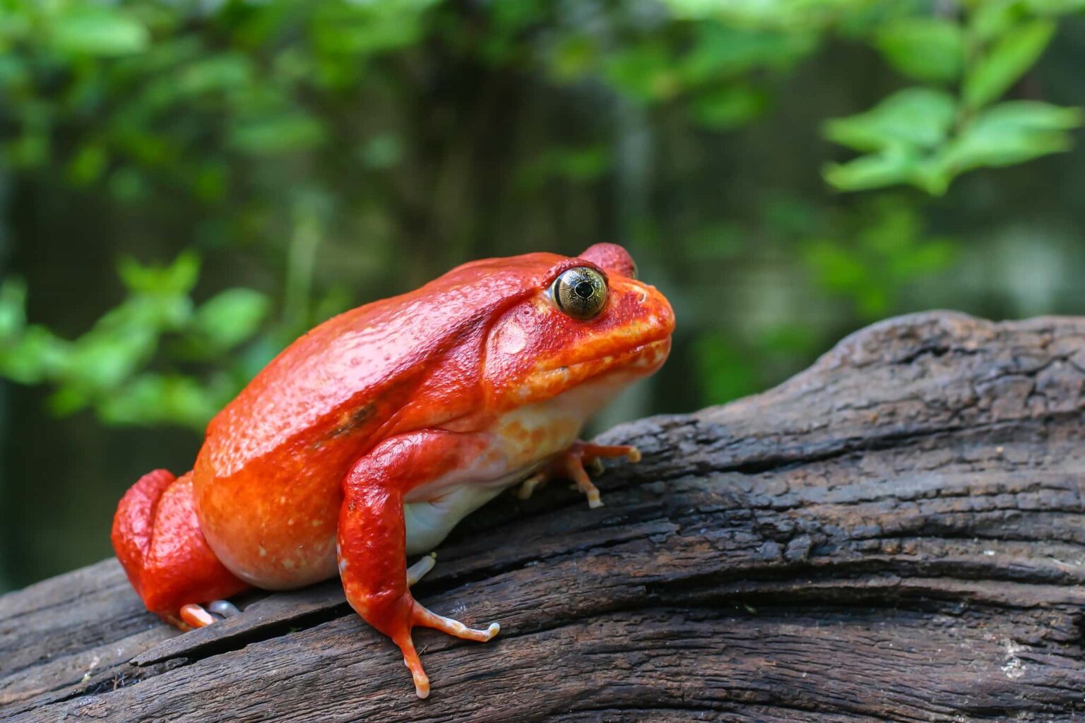 Madagascar Wildlife - Beautiful big frog with red skin like a tomato, female Tomato frog