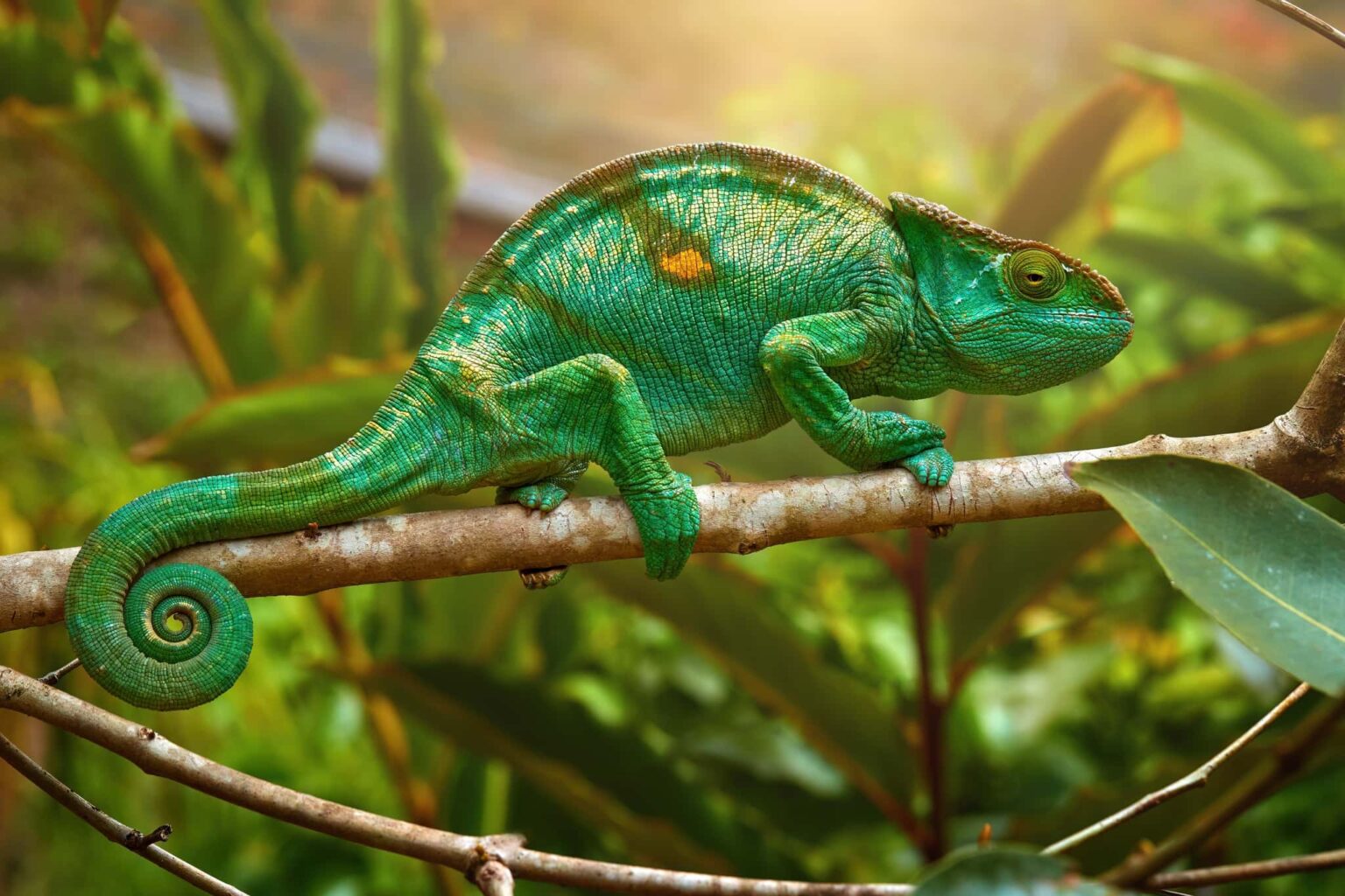 Madagascar Wildlife - Bright green Parson's chameleon