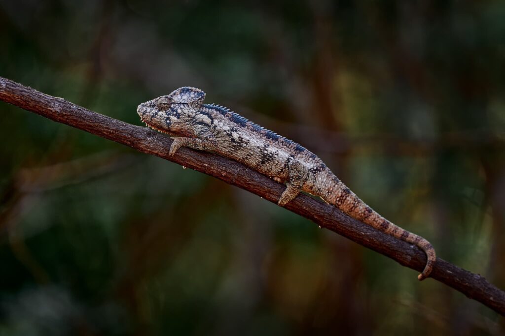 Join Us For The Madagascar Wildlife & Rainforest Photography Tour