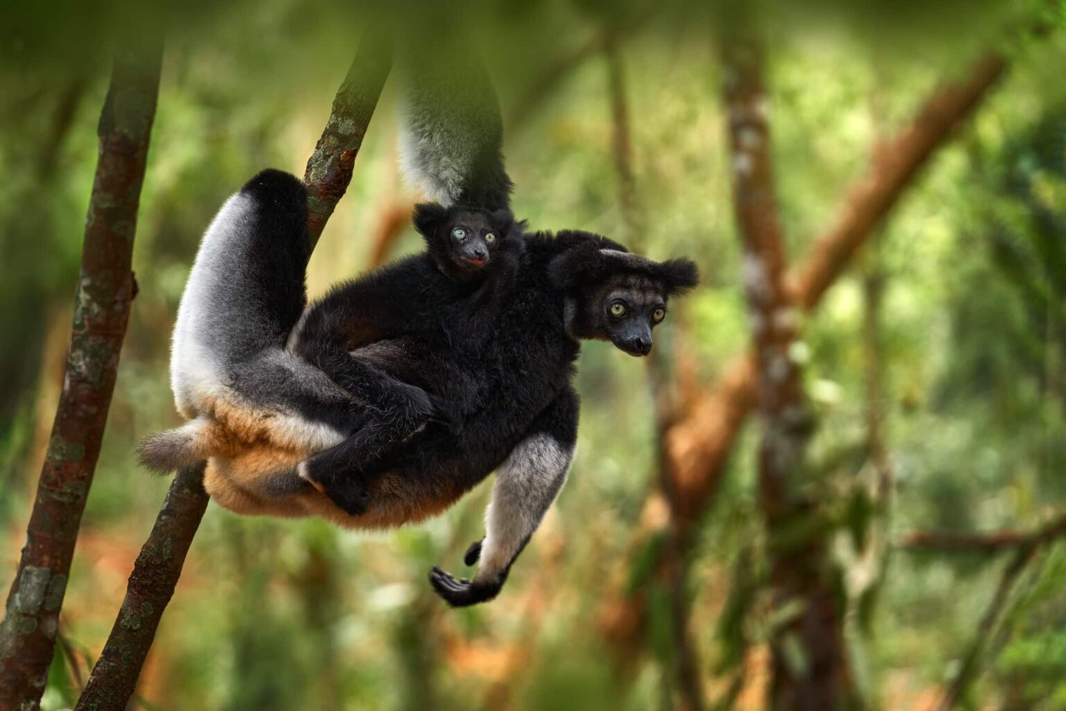 Madagascar Wildlife - Indri indri, monkey with young babe cub in Kirindy Forest