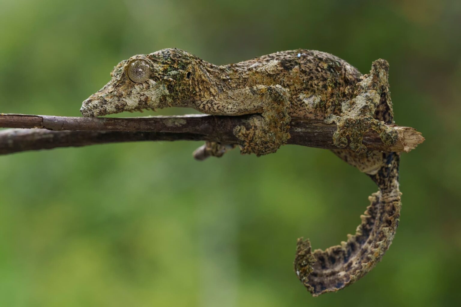 Madagascar Wildlife - Leaf tailed gecko