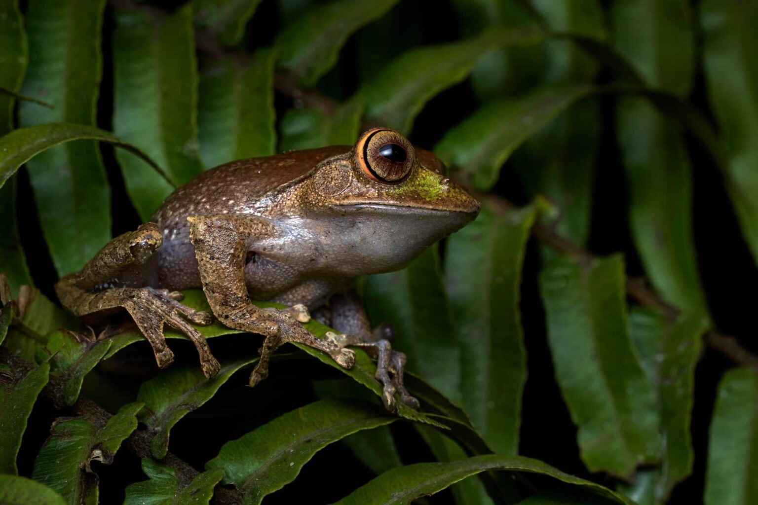 Madagascar Wildlife - Madagascar Bright-eyed Frog